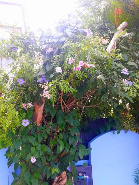 Pousada Los Casarones Florianópolis Eksteriør bilde